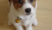 动漫里狗的名字,守护者之影